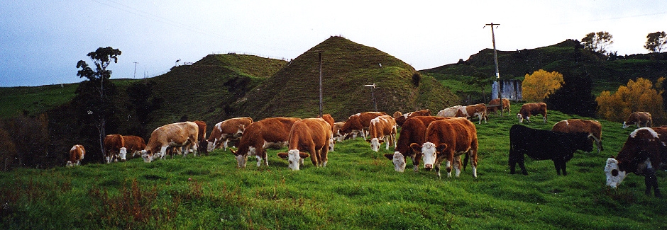 Carmel Farmstays & Tours in Waitomo District